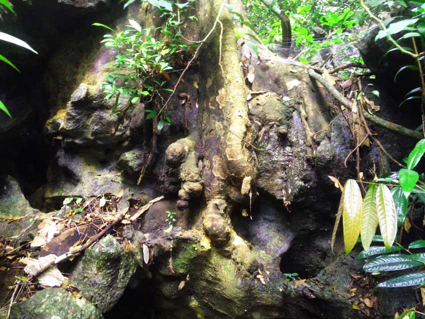 Jungle-trekking-Phong-Nha-boom-2
