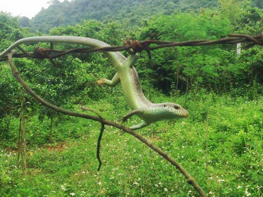 Jungle-trekking-Phong-Nha-salamander