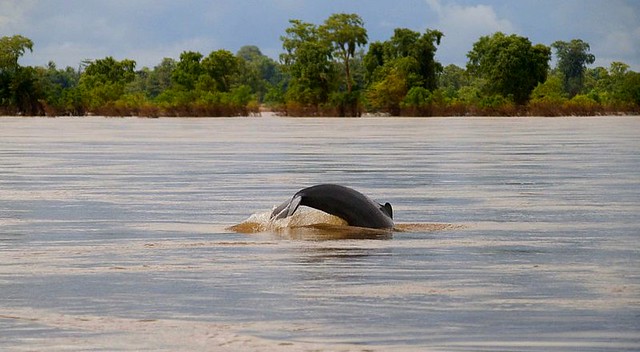 Irrawaddy-dolfijn Mekong