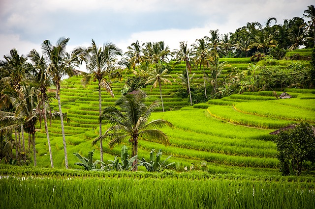 Jatiluwih-rijstvelden-Bali